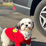 Moses joined the competition — help win amazing prizes! dog, small_dog, red_sweater, outdoor, pavement, car_tire, pet, fluffy, white_dog, black_markings, sunny, cute, animal, companion, walking, casual, portrait, curious, canine, fur