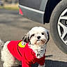 dog, small_dog, red_sweater, outdoor, pavement, car_tire, pet, fluffy, white_dog, black_markings, sunny, cute, animal, companion, walking, casual, portrait, curious, canine, fur