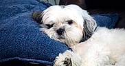 Moses is registered to the contest to win money with this photo: dog, pet, fluffy, white, gray, pillow, couch, resting, relaxed, indoor, closeup, fur, paw, sleepy, cozy, home, animal, companion, cute, portrait