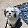 Moses joined the competition — help win amazing prizes! dog, pet, leash, sidewalk, outdoor, sunlight, shadow, white_fur, black_fur, small_dog, cute, fluffy, animal, canine, pavement, rocks, daylight, looking_up, sitting, friendly