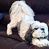Moses is registered to the contest to win money with this photo: dog, puppy, stretching, white_fur, black_fur, pet, couch, leather, indoor, relaxed, fluffy, tail, paw, cute, animal, companion, furniture, home, resting, sleepy
