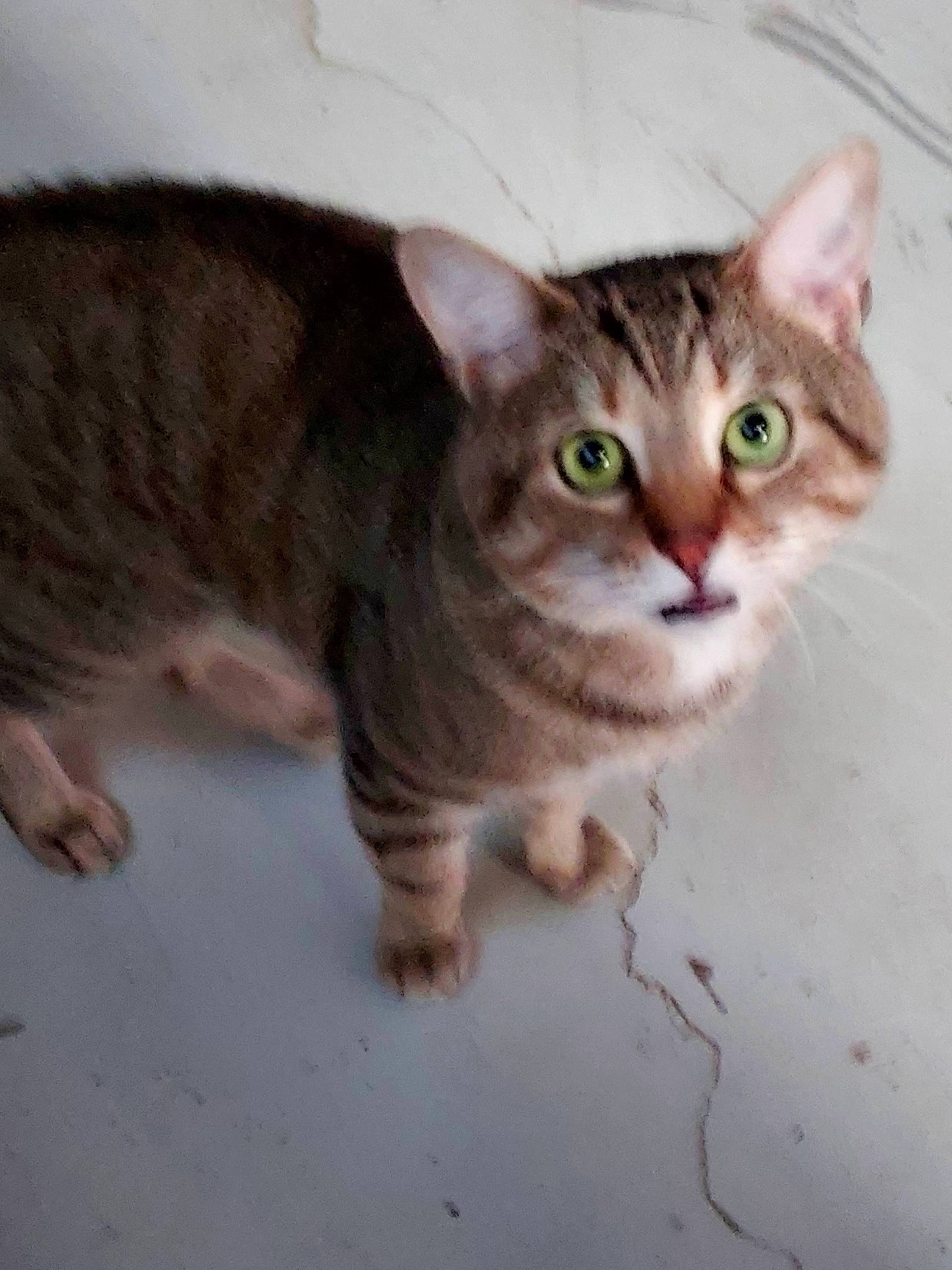Arthur is registered to the contest to win money with this photo: carnivore, cat, domestic_short_haired_cat, felidae, fur, paw, photo_caption, small_to_medium_sized_cats, snout, tail, terrestrial_animal, whiskers, wildlife