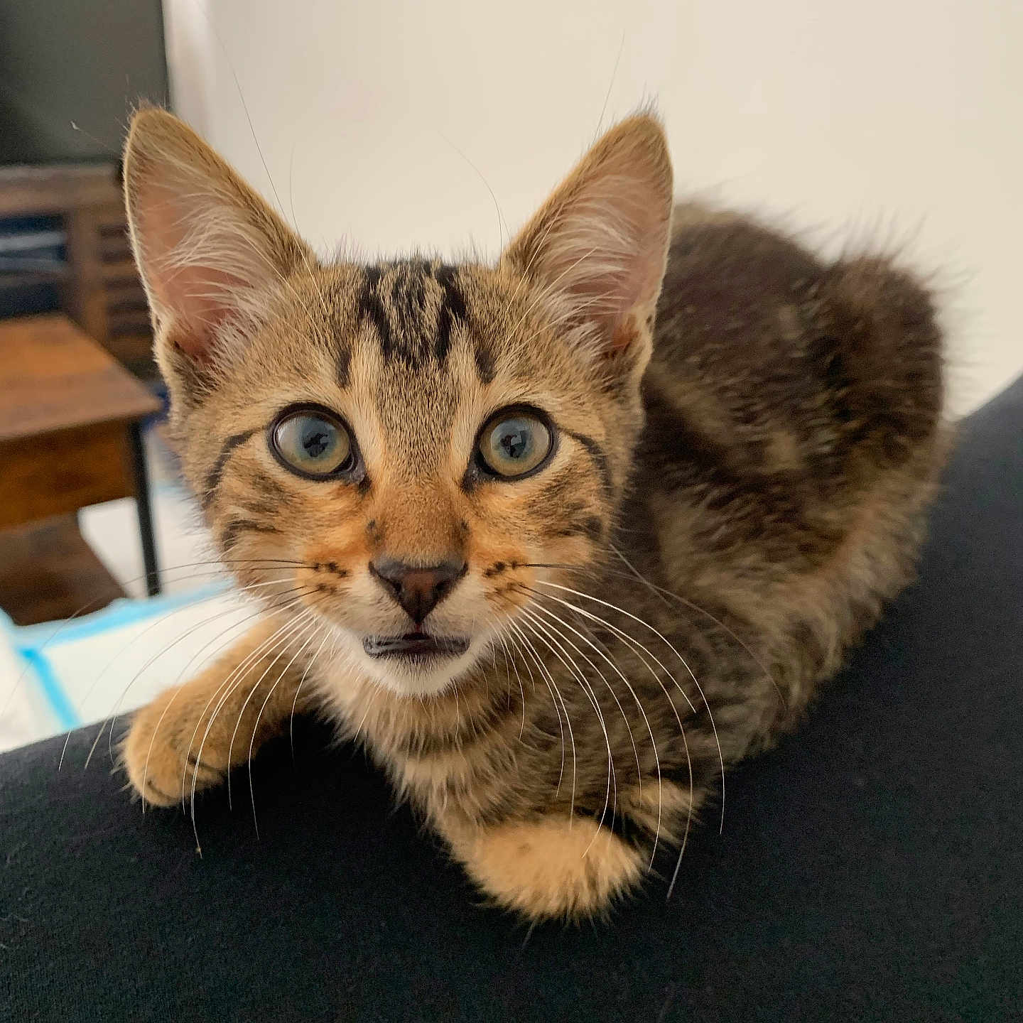 Arthus participe au concours pour gagner de l'argent avec cette photo : animal, background_blur, cat, closeup, curious, cute, domestic, feline, fur, indoor, kitten, looking, pet, portrait, sitting, small, soft_light, tabby, whiskers, young