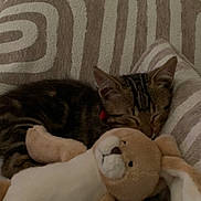 Arthus participe au concours pour gagner de l'argent avec cette photo : animal, bunny, cat, closeup, cozy, cushion, cute, fur, home, indoor, kitten, nap, pet, plush_toy, relaxation, resting, sleeping, soft, striped, tabby