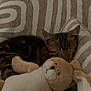 animal, bunny, cat, closeup, cozy, cushion, cute, fur, home, indoor, kitten, nap, pet, plush_toy, relaxation, resting, sleeping, soft, striped, tabby