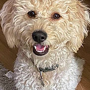 Beahr joined the competition — help win amazing prizes! dog, curly_fur, happy, smiling, pet, indoor, floor, collar, canine, closeup, cute, animal, domestic, fur, friendly, playful, brown, white, companion, adorable