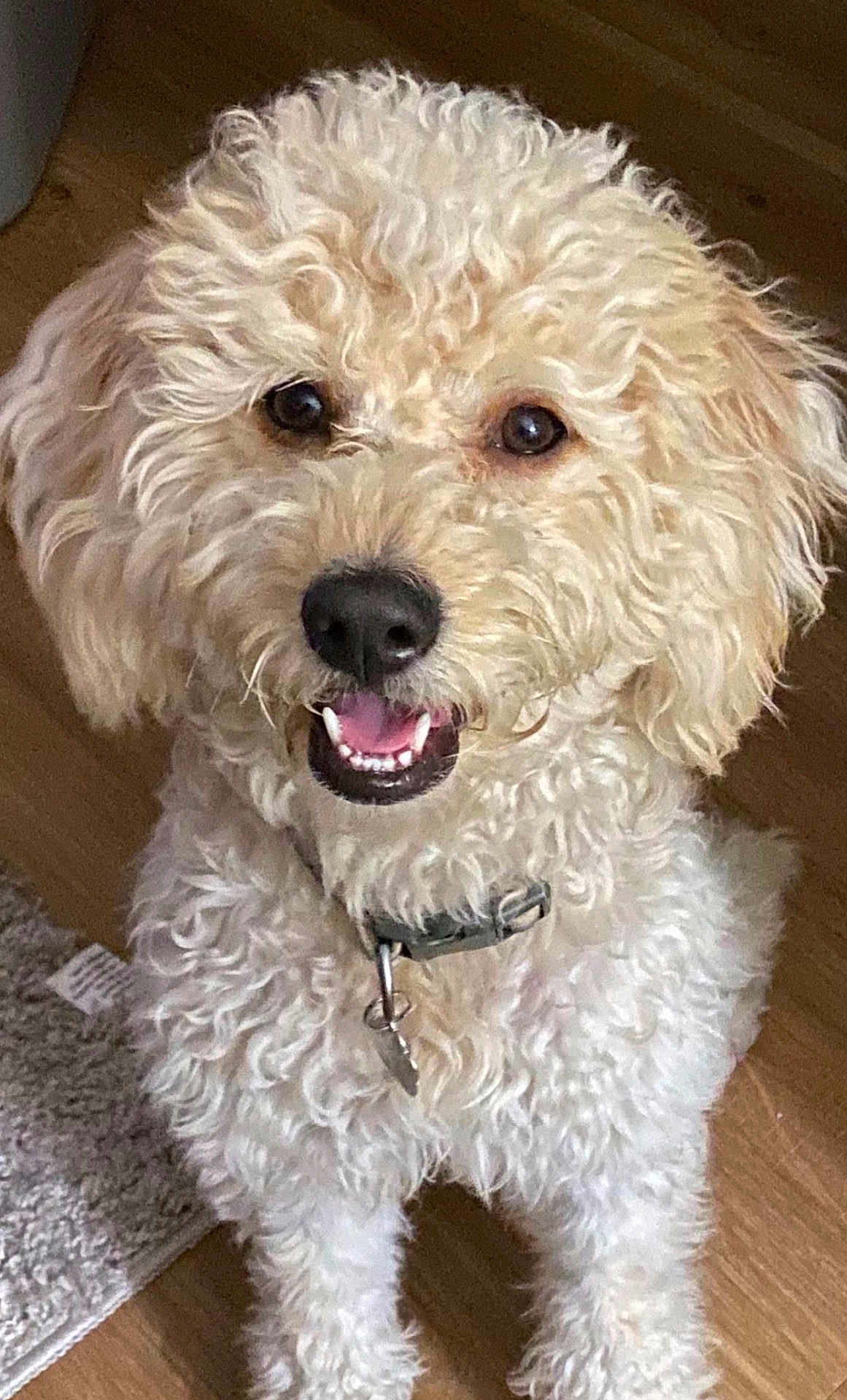 Beahr joined the competition — help win amazing prizes! dog, curly_fur, happy, smiling, pet, indoor, floor, collar, canine, closeup, cute, animal, domestic, fur, friendly, playful, brown, white, companion, adorable