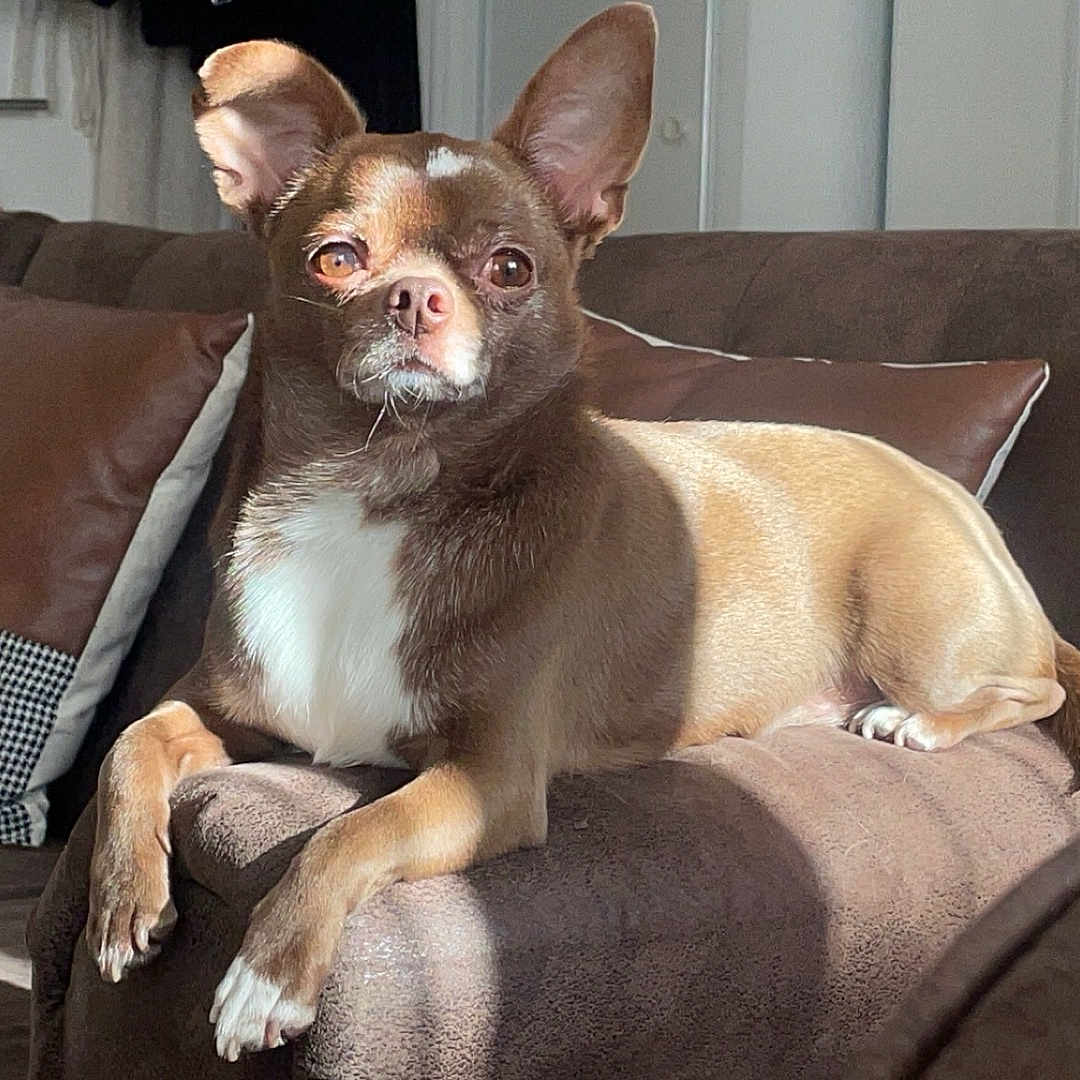 Toblerone participe au concours pour gagner de l'argent avec cette photo : animal, architecture, armchair, building, bulldog, canine, chair, chihuahua, couch, cushion, dog, face, frenchbulldog, furniture, head, homedecor, person, pet, pillow, puppy