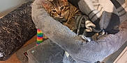 Gizmo joined the competition — help win amazing prizes! kitten, cat, blanket, cat_tree, plush, furniture, carpet, toy, indoor, pet, cozy, tabby, animal, resting, comfort, home, gray, white, soft, relaxed
