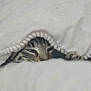 Gizmo is registered to the contest to win money with this photo: cat, blanket, cozy, sleepy, striped, peeking, indoor, cute, fur, pet, resting, soft, warm, hidden, comfort, animal, closeup, bed, relaxed, whiskers