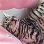 Gizmo joined the competition — help win amazing prizes! kitten, tabby, sleeping, cat, pet, cozy, blanket, pink, fur, cute, resting, animal, domestic_cat, striped, closeup, adorable, soft, relaxed, indoors, nap