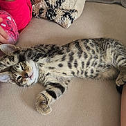 Gizmo is registered to the contest to win money with this photo: kitten, tabby, cat, feline, pet, sleeping, relaxed, couch, sofa, indoor, paw, striped, fur, cute, cozy, resting, human_hand, human_leg, cushion, fabric