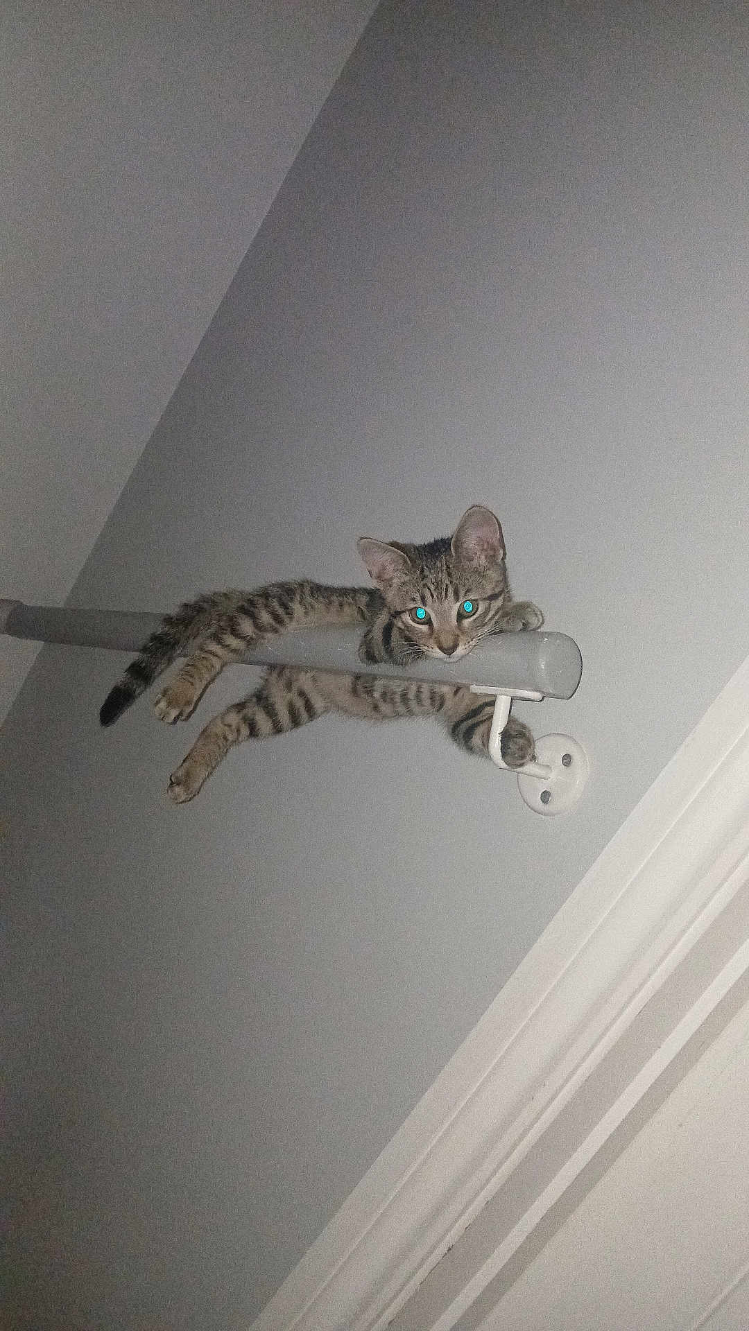 Gizmo