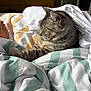 Mozart a rejoint le concours — aidez-le/la à gagner de superbes lots ! bed, blanket, cat, comfort, cozy, feline, fur, home, human_foot, indoor, natural_light, paw, pet, relaxed, resting, sleeping, soft, striped_blanket, tabby, whiskers