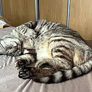 Mozart a rejoint le concours — aidez-le/la à gagner de superbes lots ! animal, bed, cat, cozy, cute, domestic_animal, feline, fur, indoors, nap, paw, pet, relaxed, resting, sleeping, soft_light, striped, tabby_cat, tail, whiskers