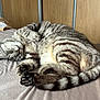 animal, bed, cat, cozy, cute, domestic_animal, feline, fur, indoors, nap, paw, pet, relaxed, resting, sleeping, soft_light, striped, tabby_cat, tail, whiskers