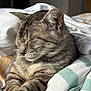 Mozart participe au concours pour gagner de l'argent avec cette photo : animal, bed, blanket, cat, closeup, comfort, cozy, cute, domestic_cat, feline, fur, indoor, pet, relaxed, resting, sleeping, soft_light, striped, tabby, whiskers