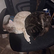 Toffee joined the competition — help win amazing prizes! cats, two_cats, pet, feline, fluffy, short_hair, long_hair, white_cat, dark_cat, tabby, sleeping, sitting, cuddling, animal_portrait, office_chair, indoor, home, furniture, patterned_floor, cozy