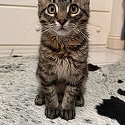 Bear is registered to the contest to win money with this photo: adorable, animal, cat, curious, cute, domestic, ears, eyes, feline, floor, fur, indoor, kitten, pet, portrait, rug, sitting, tabby, whiskers, young