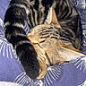 animal, blanket, blue, cat, cozy, curled_up, cute, domestic_cat, ears, fur, indoor, patterned, pet, resting, sleeping, striped, tabby, tail, whiskers, white