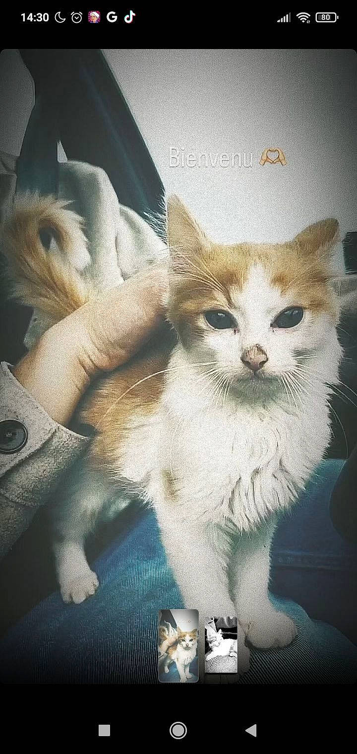 Zou a rejoint le concours — aidez-le/la à gagner de superbes lots ! art, carnivore, cat, claw, domestic_short_haired_cat, fawn, felidae, fur, paw, photo_caption, small_to_medium_sized_cats, tail, terrestrial_animal, whiskers