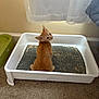 kitten, cat, orange_cat, litter_box, indoor, carpet, curtain, window_light, pet, young_cat, feline, small_animal, looking_back, cute, curious, animal, domestic, home, floor, resting