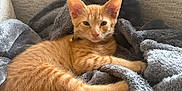 Cheeto is registered to the contest to win money with this photo: kitten, cat, orange_tabby, pet, blanket, couch, indoor, cozy, relaxed, fur, paw, soft, furniture, window, home, resting, young_cat, domestic_cat, cute, sleepy