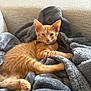 kitten, cat, orange_tabby, pet, blanket, couch, indoor, cozy, relaxed, fur, paw, soft, furniture, window, home, resting, young_cat, domestic_cat, cute, sleepy