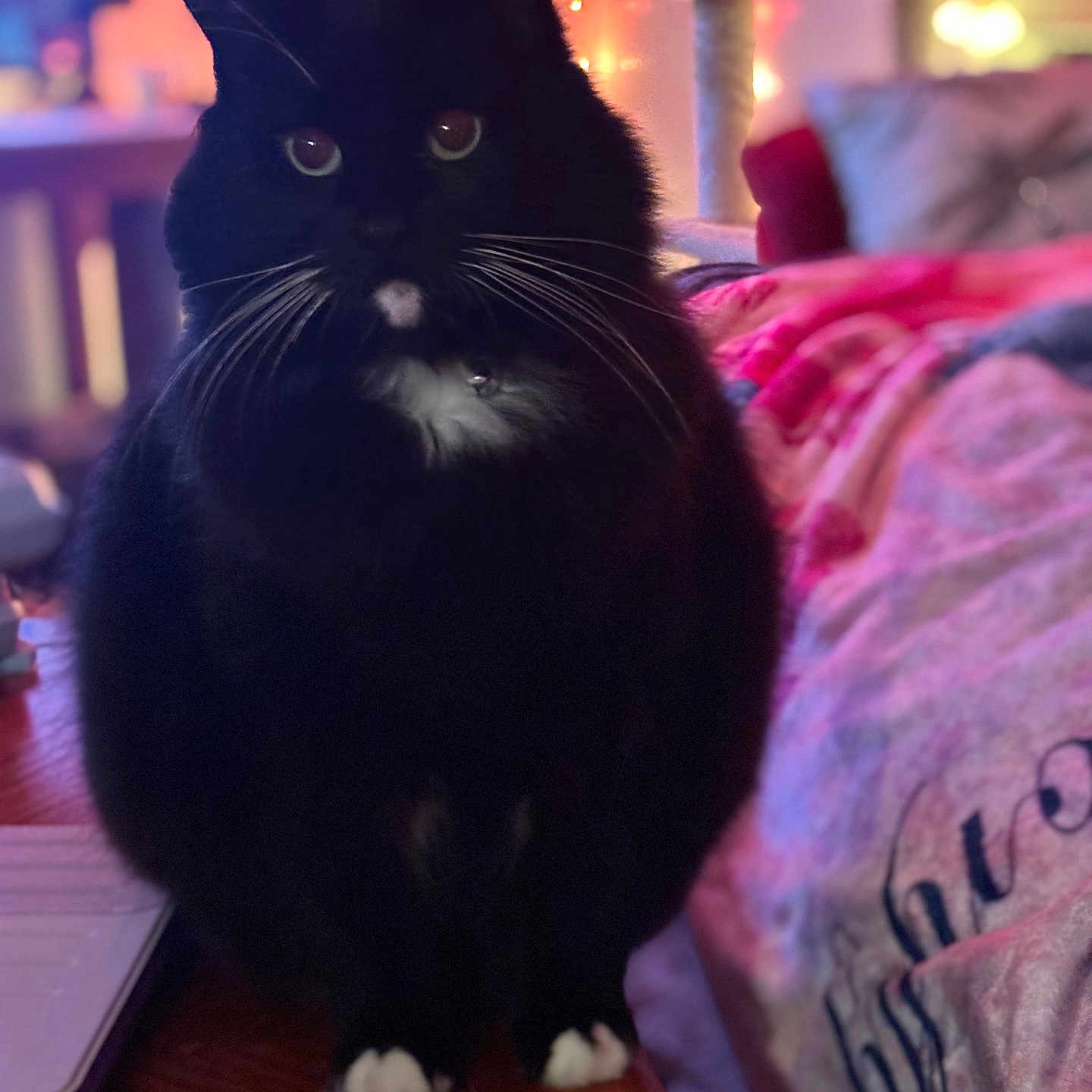 Mila joined the competition — help win amazing prizes! animal, bed, bedroom, blackcat, cat, computer, computerhardware, couch, cushion, electronics, furniture, homedecor, indoors, laptop, lighting, mobilephone, pc, pet, phone, room