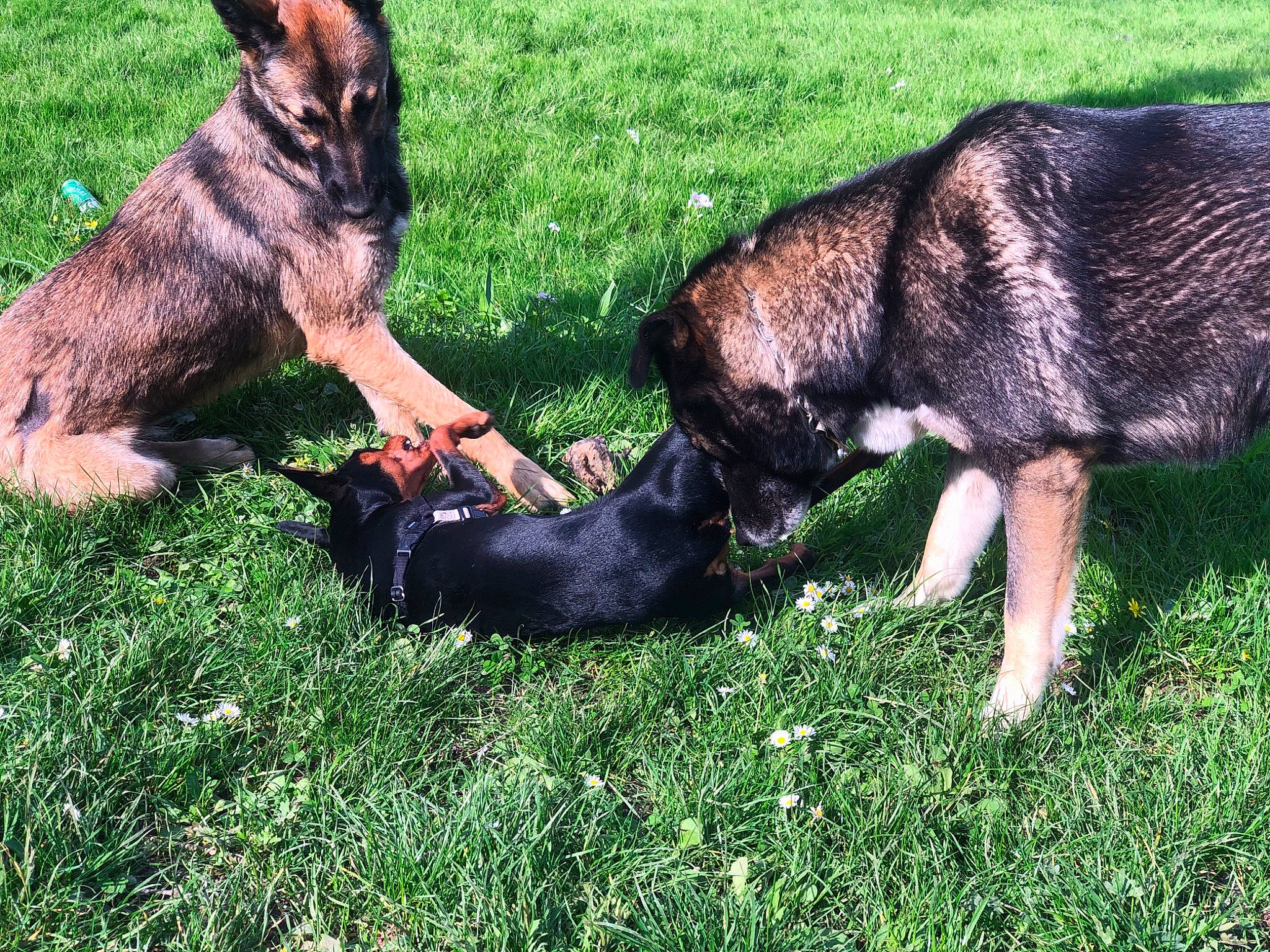 Prada a rejoint le concours — aidez-le/la à gagner de superbes lots ! belgian_shepherd_malinois, canidae, carnivore, dog, dog_breed, east_european_shepherd, fawn, german_shepherd_dog, grass, king_shepherd, mammal, old_german_shepherd_dog, puppy, shiloh_shepherd_dog, snout, sporting_group, vertebrate, working_dog