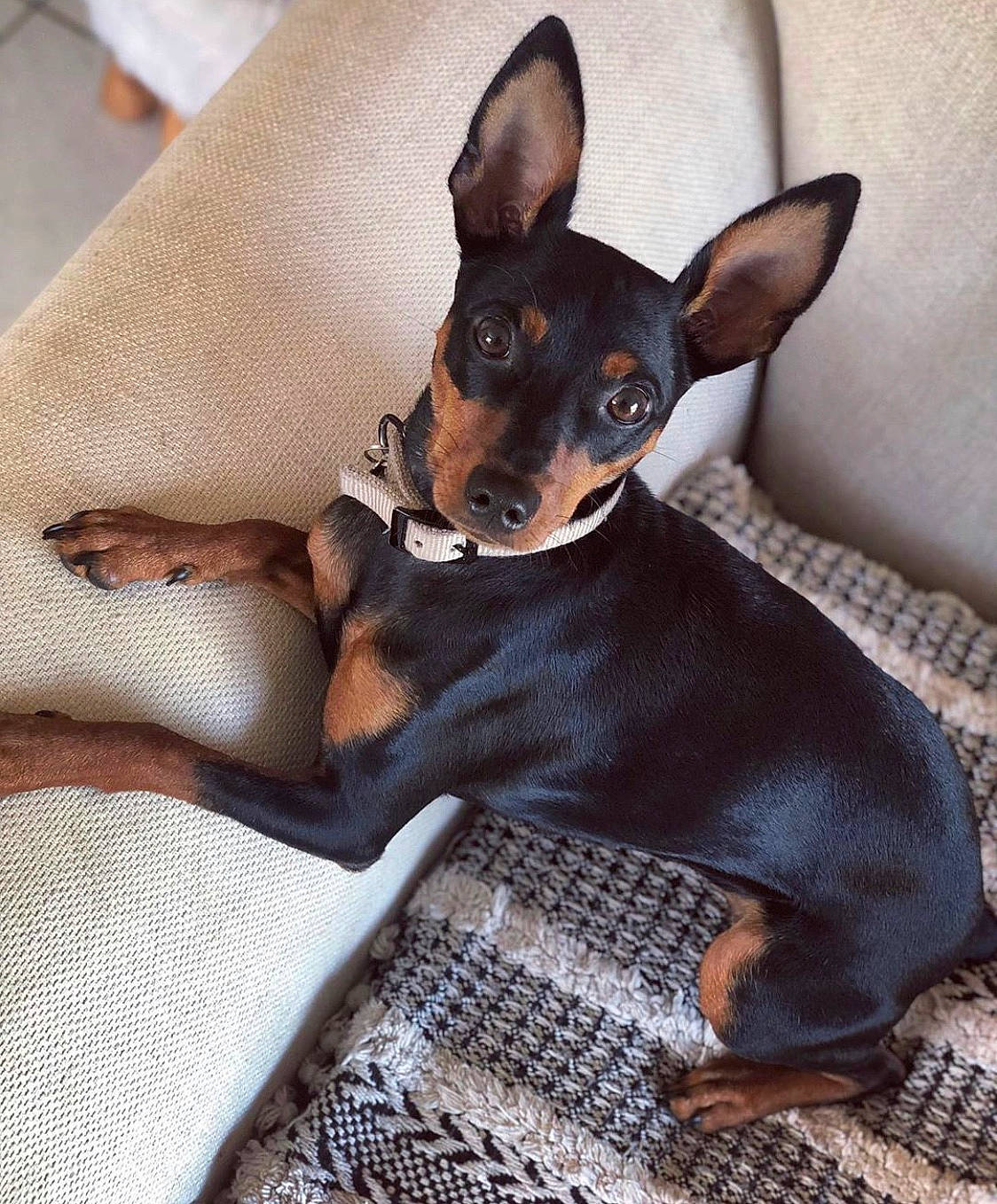 Prada participe au concours pour gagner de l'argent avec cette photo : canidae, carnivore, companion_dog, dobermann, dog, dog_breed, ear, english_toy_terrier, german_pinscher, mammal, manchester_terrier, miniature_pinscher, pinscher, prazsky_krysarik, puppy, russkiy_toy, toy_dog, toy_fox_terrier, toy_manchester_terrier, vertebrate