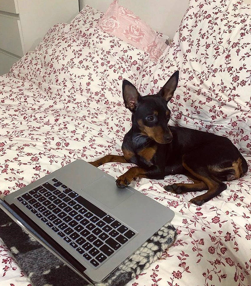 Prada a rejoint le concours — aidez-le/la à gagner de superbes lots ! canidae, carnivore, chihuahua, companion_dog, dobermann, dog, dog_breed, english_toy_terrier, german_pinscher, guard_dog, mammal, manchester_terrier, miniature_pinscher, pinscher, prazsky_krysarik, russkiy_toy, toy_dog, toy_manchester_terrier, vertebrate