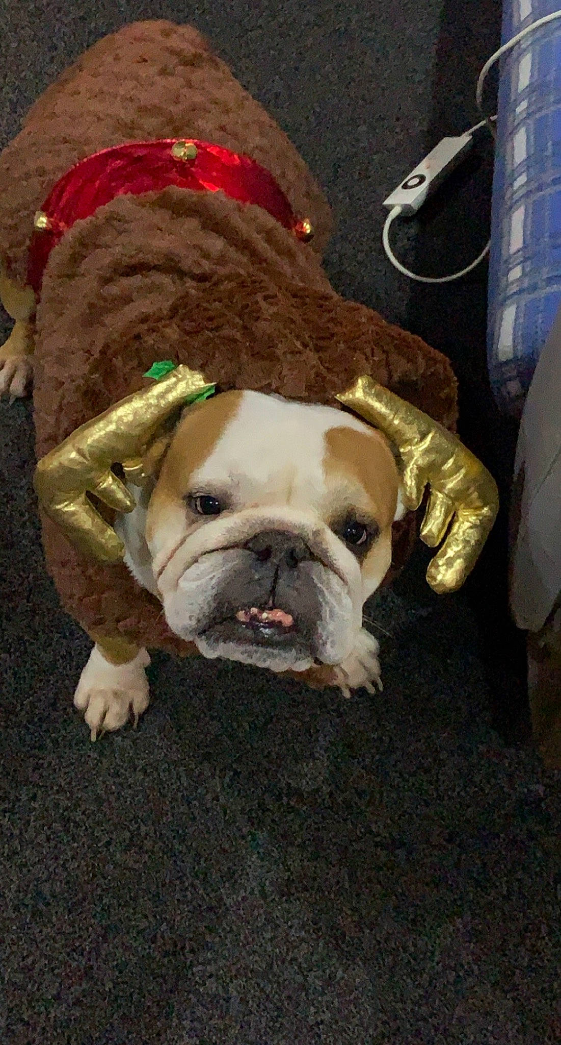Lola joined the competition — help win amazing prizes! bulldog, canidae, carnivore, companion_dog, dog, dog_breed, event, fawn, fur, grass, molosser, non_sporting_group, pug, snout, sporting_group, terrestrial_animal, toy_dog, whiskers, white_english_bulldog, wrinkle
