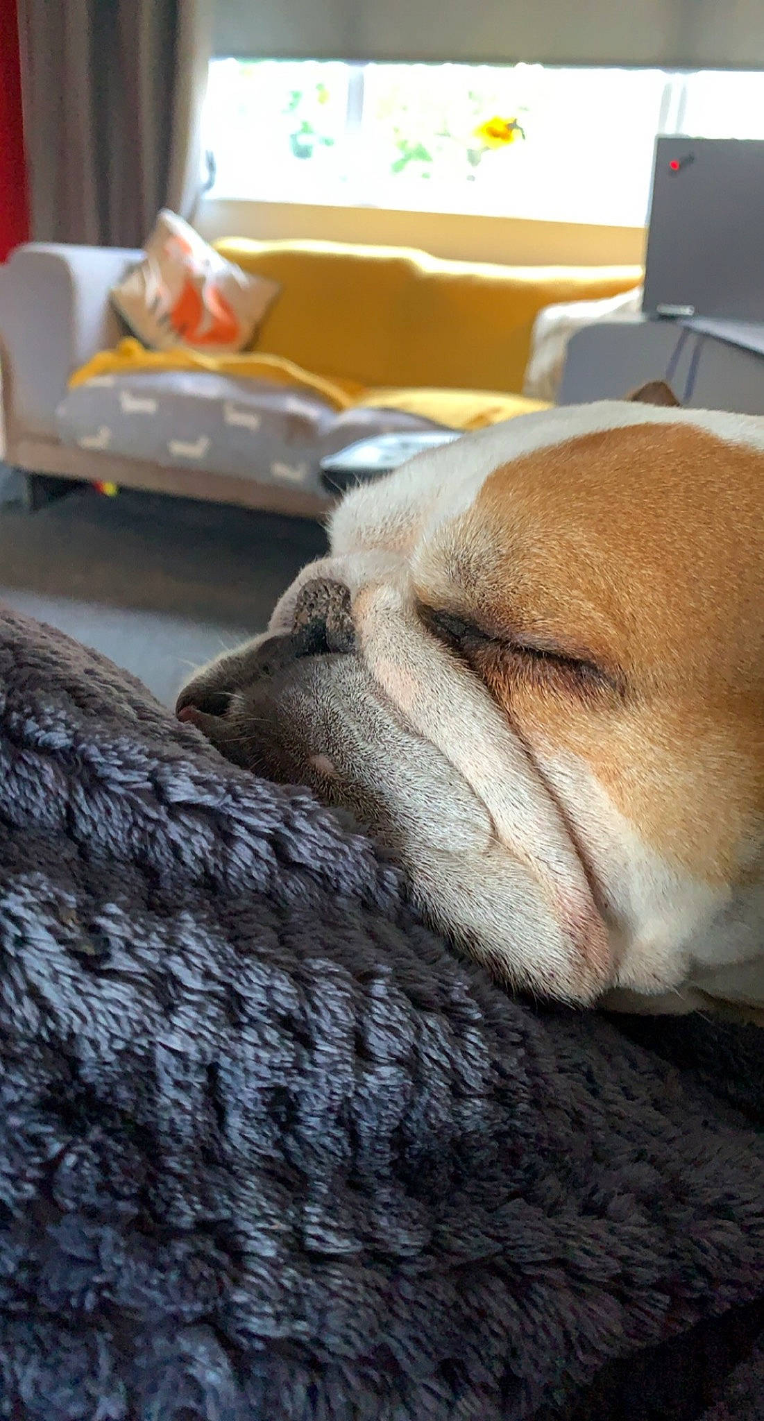 Lola joined the competition — help win amazing prizes! bulldog, canidae, carnivore, comfort, companion_dog, dog, dog_breed, ear, fawn, felidae, fur, linens, snout, sporting_group, terrestrial_animal, toy_dog, whiskers, wood, working_animal, wrinkle