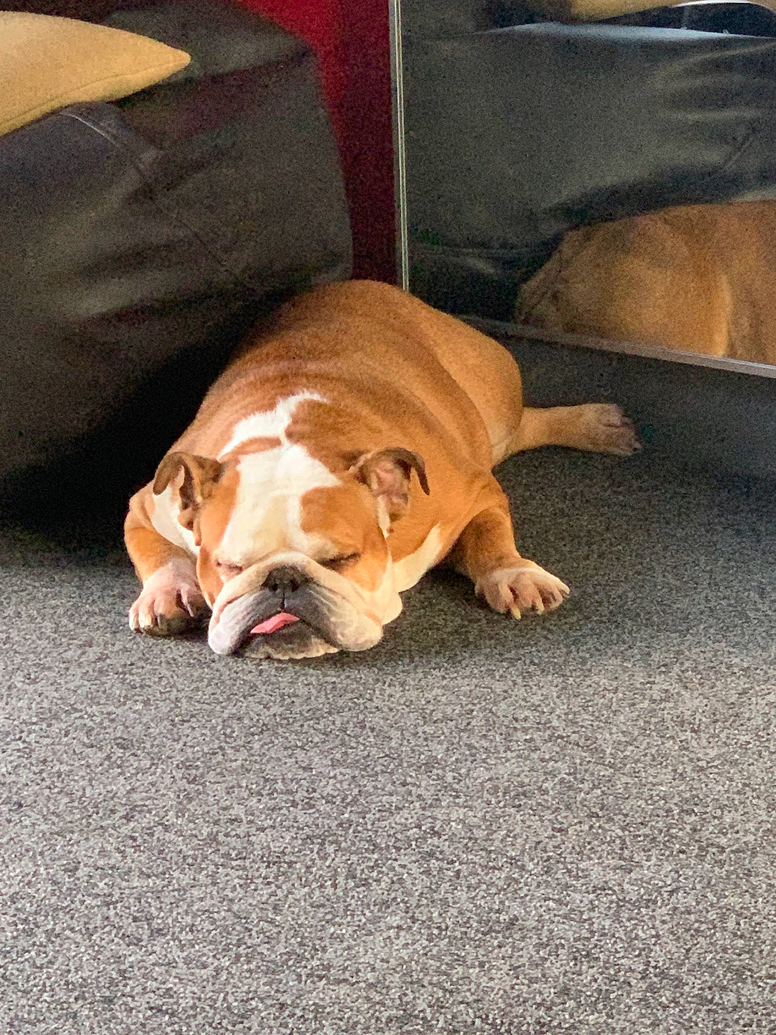 Lola joined the competition — help win amazing prizes! asphalt, british_bulldogs, bulldog, canidae, carnivore, comfort, companion_dog, dog, dog_breed, fawn, flooring, hardwood, leash, mammal, paw, road_surface, snout, sporting_group, tail, wood