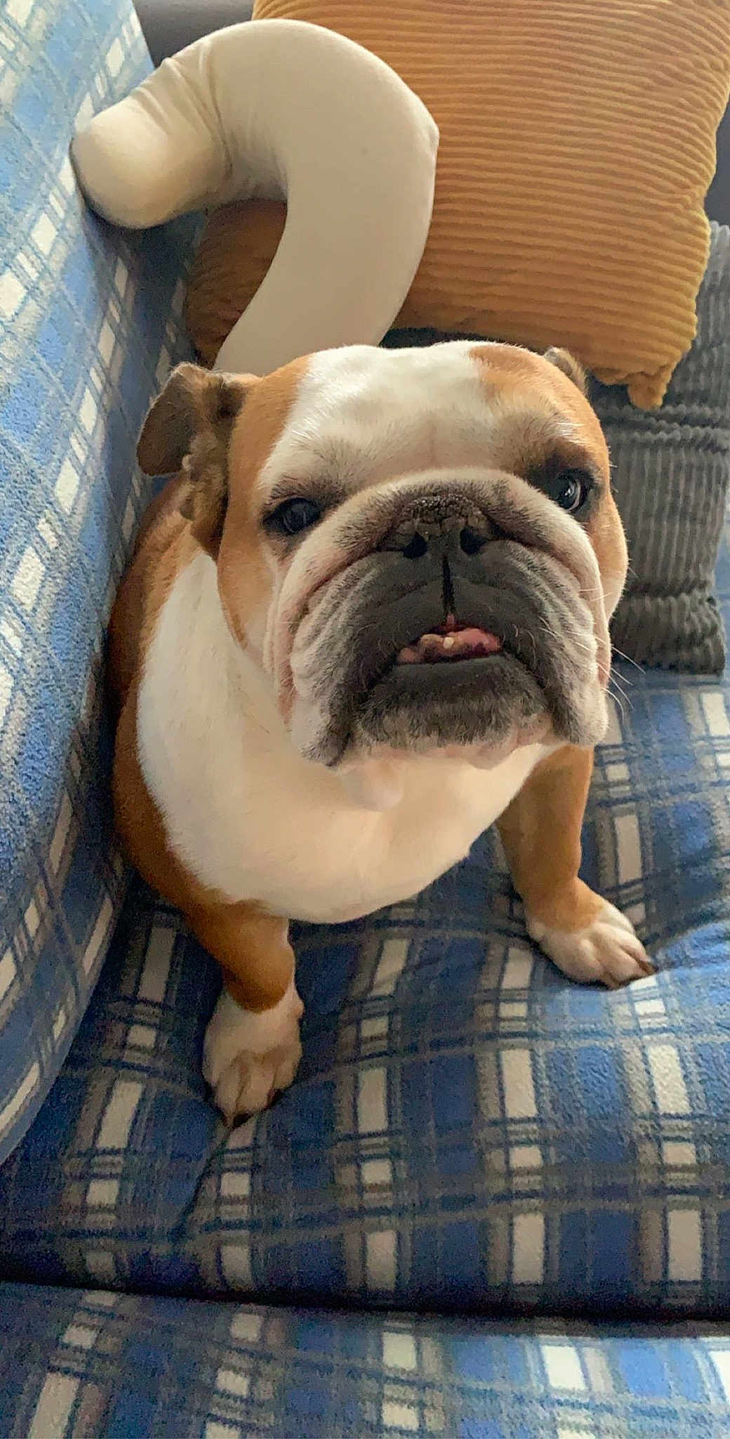Lola
