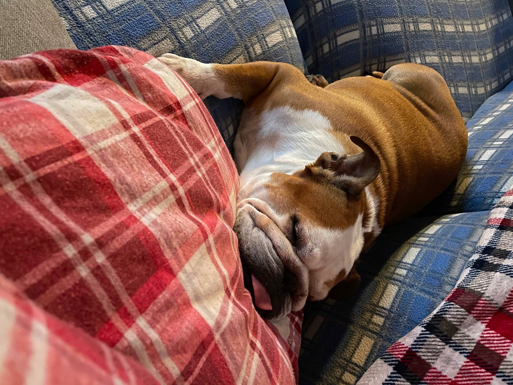 Lola is registered to the contest to win money with this photo: carnivore, comfort, companion_dog, dog, dog_breed, dog_supply, fawn, flooring, fur, human_leg, linens, liver, pattern, plaid, snout, tartan, terrestrial_animal, textile, wood, working_animal