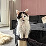 kitten, cat, scratching_post, living_room, furniture, sofa, carpet, curtains, indoor, pet, cute, fluffy, black_and_white, young, animal, domestic, playful, cozy, home, curious
