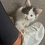 kitten, cat, playful, black_and_white, chewing, shoelace, sneaker, white_shoe, carpet, person, footwear, indoor, pet, animal, cute, mischievous, paw, whiskers, ear, feline