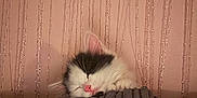 Bella is registered to the contest to win money with this photo: kitten, sleeping, cat, pink_nose, black_and_white, blanket, cozy, indoor, resting, fur, cute, pet, animal, soft_texture, wall, decor, peaceful, nap, feline, closeup