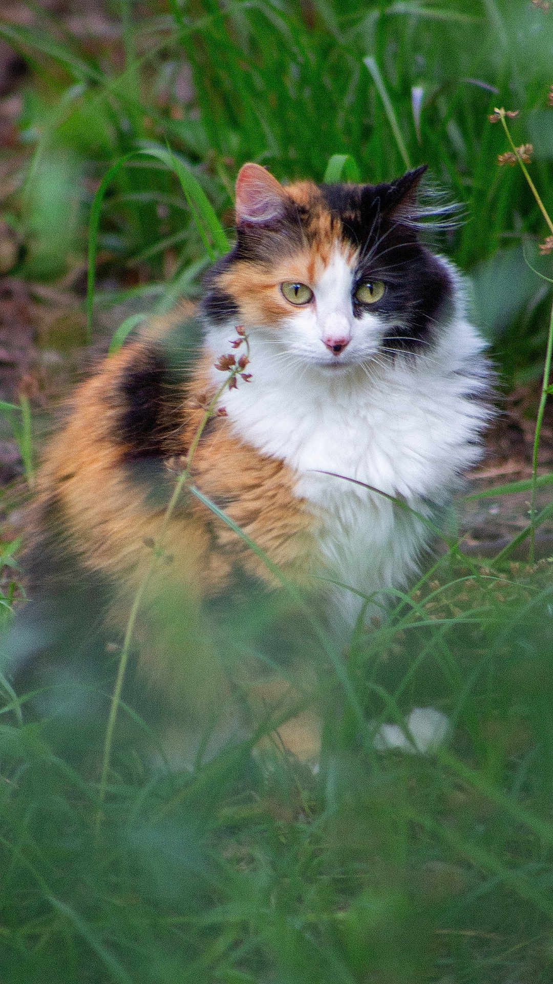 Sugar Bear joined the competition — help win amazing prizes! cat, calico, fluffy, green_eyes, grass, nature, outdoor, animal, pet, feline, wildlife, plant, leaf, mammal, closeup, sitting, fur, whiskers, alert, soft_focus