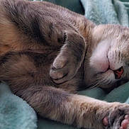 Skittles joined the competition — help win amazing prizes! animal, blanket, cat, closeup, comfort, cozy, cute, feline, fur, indoor, mammal, nap, paws, pet, relaxed, resting, sleeping, soft, warm, whiskers