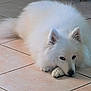 Uaïko a rejoint le concours — aidez-le/la à gagner de superbes lots ! dog, white, fluffy, lying_down, floor, tile, pet, canine, resting, indoors, paw, ears, fur, animal, cute, relaxed, companion, mammal, house, quiet