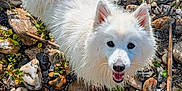 Uaïko a rejoint le concours — aidez-le/la à gagner de superbes lots ! dog, white_dog, fluffy, outdoor, rocks, plants, nature, pet, canine, happy, smiling, fur, animal, small_dog, playful, looking_up, daylight, ground, eyes, ears