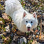 Uaïko a rejoint le concours — aidez-le/la à gagner de superbes lots ! animal, canine, daylight, dog, ears, eyes, fluffy, fur, ground, happy, looking_up, nature, outdoor, pet, plants, playful, rocks, small_dog, smiling, white_dog