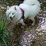 adventure, animal, canine, creek, dog, grass, happy, mud, nature, outdoor, pet, plants, playful, red_harness, rocks, shallow_water, summer, water, wet_fur, white_dog