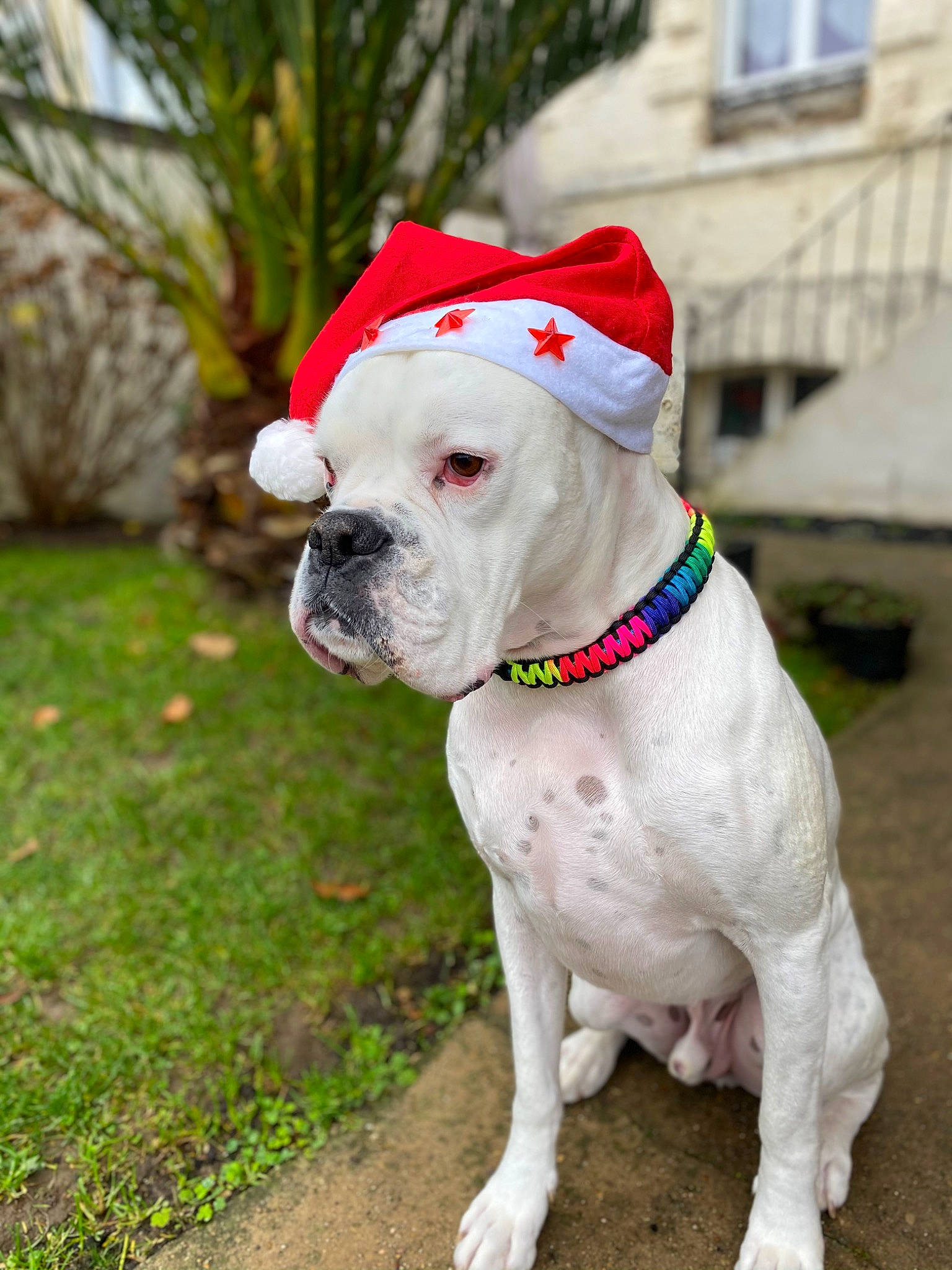 Lucky participe au concours pour gagner de l'argent avec cette photo : bulldog, canidae, carnivore, collar, companion_dog, dog, dog_breed, dog_collar, dog_supply, fashion_accessory, fawn, grass, leash, pet_supply, plant, snout, sporting_group, window, working_animal, working_dog