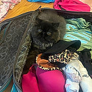 Remy joined the competition — help win amazing prizes! kitten, cat, pet, furry, black_cat, suitcase, clothing, socks, bra, leopard_print, floor, wood_floor, fabric, cozy, curious, indoor, domestic_animal, cute, small, packed