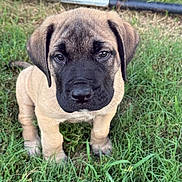 Griffin is registered to the contest to win money with this photo: black_nose, brown_eyes, canine, cute, dark_muzzle, dog, fawn_coat, floppy_ears, front_facing, garden, garden_hose, grass, natural_light, outdoor, pet, portrait, puppy, short_fur, sitting, yard