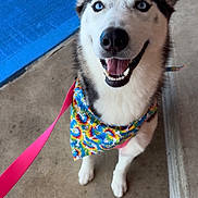 Maci joined the competition — help win amazing prizes! dog, husky, blue_eyes, bandana, tie_dye, leash, happy, smiling, pet, canine, outdoor, concrete, close_up, fur, ears, tongue, mouth, animal, portrait, colorful